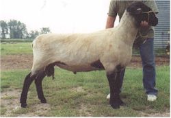 Click here for Pedigree - OSSRA 3rd Reference Sire